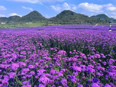醉美貴州(赤水、安順、遵義、貴陽)6天純玩高鐵團 黃果樹大瀑布、高坡梯田、馬鞭草花海、赤水大瀑布、赤水竹海國家森林公園、湄潭中國茶海、雙河洞國家地質公園、茅台天釀景區、國臺酒廠、甲秀樓夜景