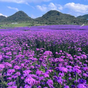 醉美貴州(赤水、安順、遵義、貴陽)6天純玩高鐵團 黃果樹大瀑布、高坡梯田、馬鞭草花海、赤水大瀑布、赤水竹海國家森林公園、湄潭中國茶海、雙河洞國家地質公園、茅台天釀景區、國臺酒廠、甲秀樓夜景