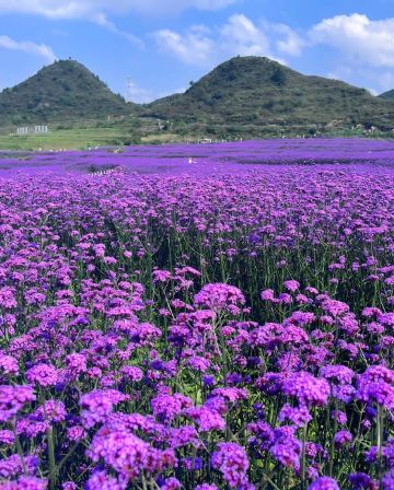 醉美貴州(赤水、安順、遵義、貴陽)6天純玩高鐵團 黃果樹大瀑布、高坡梯田、馬鞭草花海、赤水大瀑布、赤水竹海國家森林公園、湄潭中國茶海、雙河洞國家地質公園、茅台天釀景區、國臺酒廠、甲秀樓夜景