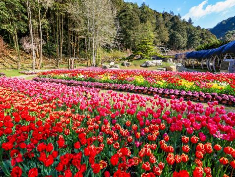 台北+杉林溪+台中 5天 賞花之旅 南投(杉林溪森林生態園區)、台中(中社觀光花海)、台北(深澳鐵道)*4-5月增螢火蟲導賞 