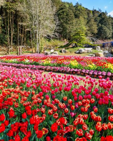 台北+杉林溪+台中 5天 賞花之旅 南投(杉林溪森林生態園區)、台中(中社觀光花海)、台北(深澳鐵道)*4-5月增螢火蟲導賞  *再減-$160憑指定中銀咭推廣碼【BOC160A3】