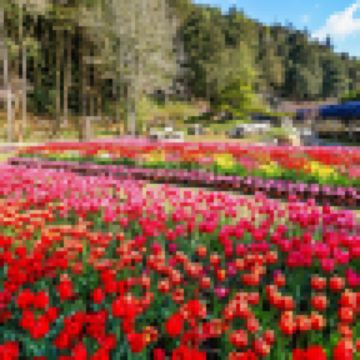 台北+杉林溪+台中 5天 賞花之旅 南投(杉林溪森林生態園區)、台中(中社觀光花海)、台北(深澳鐵道)*4-5月增螢火蟲導賞