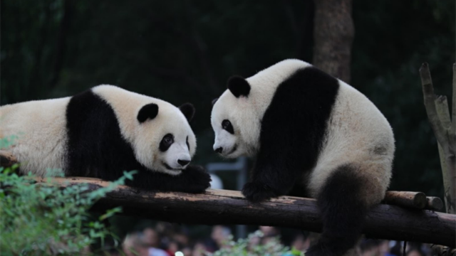 成都大熊貓繁育研究基地