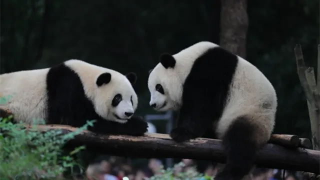 成都大熊貓繁育研究基地
