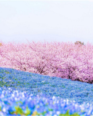 九州の春 6天賞花溫泉之旅  御船山樂園 ~櫻花祭/春の花祭( 杜鵑花、大紫籐花)、賞櫻名所(熊本城、水前寺公園)、由布院溫泉街(櫻花及油菜花)、金鱗湖、久住花公園 《 4月1日起出發適用》