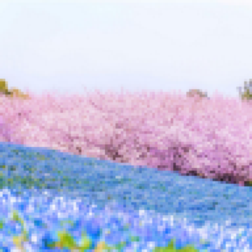 九州の春 6天賞花溫泉之旅  御船山樂園 ~櫻花祭/春の花祭( 杜鵑花、大紫籐花)、賞櫻名所(熊本城、水前寺公園)、由布院溫泉街(櫻花及油菜花)、金鱗湖、久住花公園 《 4月1日起出發適用》