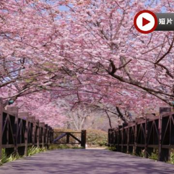 江南純玩(周莊、常州、南京、揚州、上海) 春日賞花5天團  南京玄武湖公園、莫愁湖公園賞櫻/揚州瘦西湖賞瓊花/常州紅梅公園賞梅花/上海顧村公園賞櫻居舍享用下午茶、《只此周莊》行浸式多維空間劇、外灘