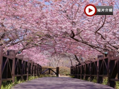 江南純玩(周莊、常州、南京、揚州、上海) 春日賞花5天團  南京玄武湖公園、莫愁湖公園賞櫻/揚州瘦西湖賞瓊花/常州紅梅公園賞梅花/上海顧村公園賞櫻居舍享用下午茶、《只此周莊》行浸式多維空間劇、外灘