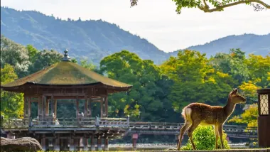 大阪、京都、奈良、和歌山 美景玩樂5天之旅【尊享香港航空貴賓室】「世界文化遺產」金閣寺、八坂神社、祇園花見小路、「日本百大名城」和歌山城、紅葉溪庭園、「世界文化遺產」奈良東大寺、神鹿公園、一天自由活動