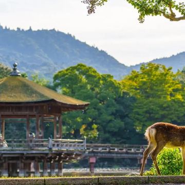 大阪、京都、奈良、和歌山 美景玩樂5天之旅【尊享香港航空貴賓室】「世界文化遺產」金閣寺、八坂神社、祇園花見小路、「日本百大名城」和歌山城、紅葉溪庭園、「世界文化遺產」奈良東大寺、神鹿公園、一天自由活動