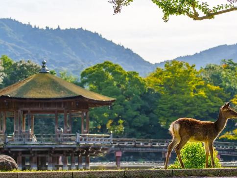 大阪、京都、奈良、和歌山 美景玩樂5天之旅【尊享香港航空貴賓室】「世界文化遺產」金閣寺、八坂神社、祇園花見小路、「日本百大名城」和歌山城、紅葉溪庭園、「世界文化遺產」奈良東大寺、神鹿公園、一天自由活動
