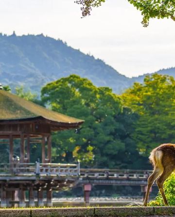 大阪、京都、奈良、和歌山 美景玩樂5天之旅【尊享香港航空貴賓室】「世界文化遺產」金閣寺、八坂神社、祇園花見小路、「日本百大名城」和歌山城、紅葉溪庭園、「世界文化遺產」奈良東大寺、神鹿公園、一天自由活動