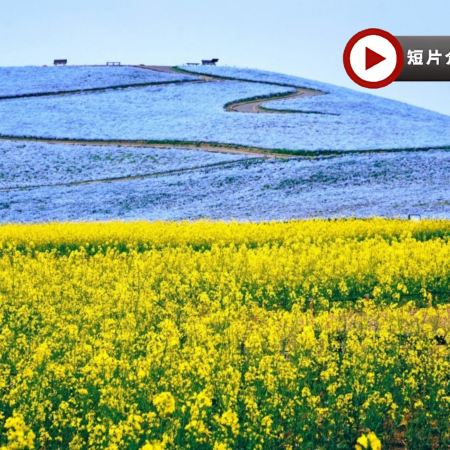 東京、茨城 春日5天賞景之旅  日立海濱公園浪漫花海、大洗磯前神社、絕美海上鳥居~神磯之鳥居、「世界三大高佛像」牛久大佛