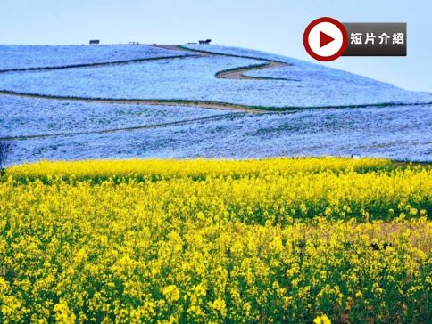 東京、茨城 春日5天賞景之旅  日立海濱公園浪漫花海、大洗磯前神社、絕美海上鳥居~神磯之鳥居、「世界三大高佛像」牛久大佛