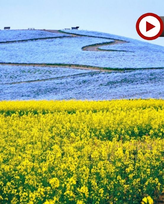 東京、茨城 春日5天賞景之旅  日立海濱公園浪漫花海、大洗磯前神社、絕美海上鳥居~神磯之鳥居、「世界三大高佛像」牛久大佛