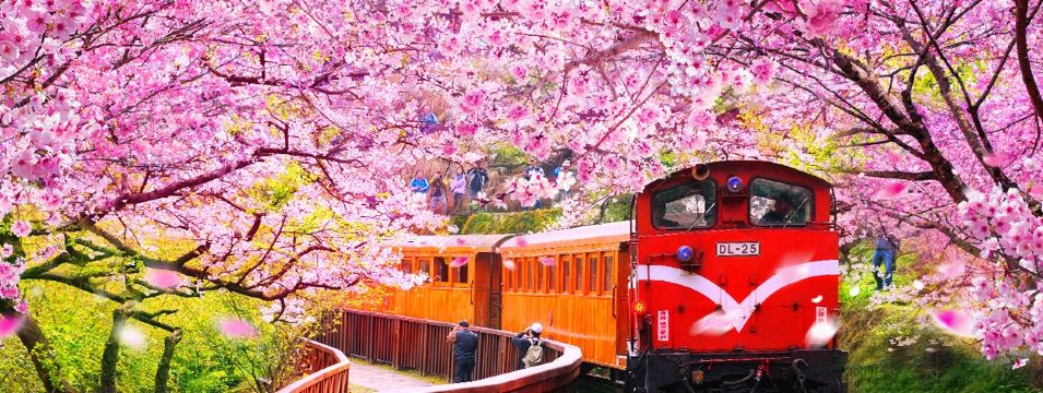 阿里山森林風景區賞櫻花
  建議最佳觀賞期(3月1日至4月10日)(註19)