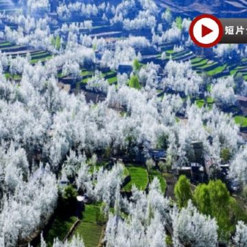 四川尋花記·春季醉美賞花6天之旅  金川【梨花節】、四姑娘山【賞高山杜鵑】、臥龍國家級自然保護區【中華大熊貓苑】、【神秘三星堆】、成都太古里
