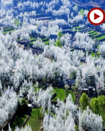 四川尋花記·春季醉美賞花6天之旅  金川【梨花節】、四姑娘山【賞高山杜鵑】、臥龍國家級自然保護區【中華大熊貓苑】、【神秘三星堆】、成都太古里