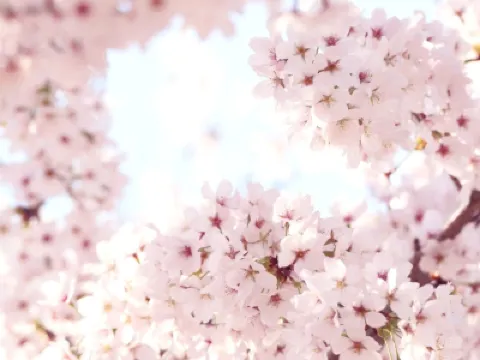 三陟+江陵+首爾6天花漾之旅 ※ 賞山茱萸/櫻花/油菜花/杜鵑花※江陵鏡浦臺、三陟孟芳里、南怡島、伊甸櫻花隧道、楊平山茱萸村、富川陶唐山、遠美山、樂天世界塔、蠶室石村湖畔、汝矣島輪中路 三陟+江陵+首爾6天花漾之旅 ※ 賞山茱萸/櫻花/油菜花/杜鵑花※江陵鏡浦臺、三陟孟芳里、南怡島、伊甸櫻花隧道、楊平山茱萸村、富川陶唐山、遠美山、樂天世界塔、蠶室石村湖畔、汝矣島輪中路