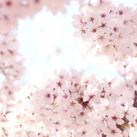 三陟+江陵+首爾6天花漾之旅※ 賞山茱萸/櫻花/油菜花/杜鵑花※江陵鏡浦臺、三陟孟芳里、南怡島、伊甸櫻花隧道、楊平山茱萸村、富川陶唐山、遠美山、樂天世界塔Seoul Sky、蠶室石村湖畔、汝矣島輪中路