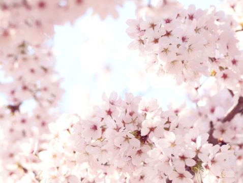 三陟+江陵+首爾6天花漾之旅※ 賞山茱萸/櫻花/油菜花/杜鵑花※江陵鏡浦臺、三陟孟芳里、南怡島、伊甸櫻花隧道、楊平山茱萸村、富川陶唐山、遠美山、樂天世界塔Seoul Sky、蠶室石村湖畔、汝矣島輪中路