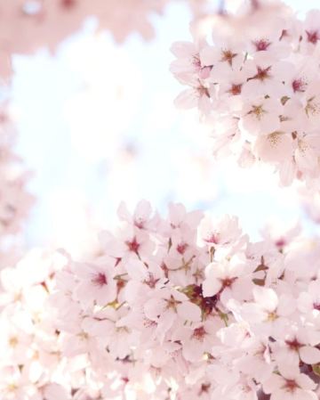 三陟+江陵+首爾6天花漾之旅 *早鳥報名*※ 賞山茱萸/櫻花/油菜花/杜鵑花※江陵鏡浦臺、三陟孟芳里、南怡島、伊甸櫻花隧道、楊平山茱萸村、富川陶唐山、遠美山、樂天世界塔、蠶室石村湖畔、汝矣島輪中路