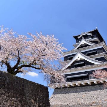 熊本、鹿兒島、福岡 親子春日7天溫泉之旅  賞櫻名所(熊本城、熊本回遊式庭園～水前寺公園、仙巖園、霧島神宮、「米芝蓮景點推介」太宰府～天滿宮)、由布院花卉村、「夢幻湖泊」金鱗湖、糸島(夫婦岩)
