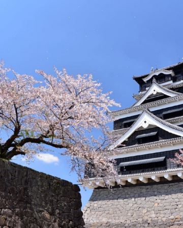 熊本、鹿兒島、福岡 親子春日7天溫泉之旅  賞櫻名所(熊本城、熊本回遊式庭園～水前寺公園、仙巖園、霧島神宮、「米芝蓮景點推介」太宰府～天滿宮)、由布院花卉村、「夢幻湖泊」金鱗湖、糸島(夫婦岩)