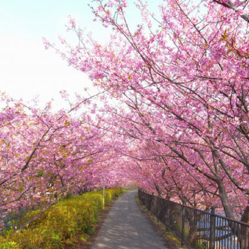 《冬日溫泉+冰雪世界+櫻花+高鐵》新豐溫德姆花園酒店(獨立露台溫泉泡池房+無限次浸泡溫泉)+國際品牌~廣州匯華希爾頓逸林酒店 2晚享用【酒店自助晚餐】廣州新豐冬日美景純玩3天團
