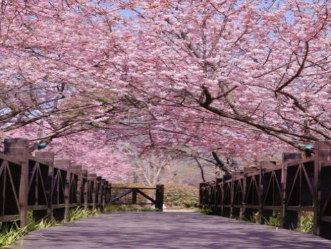 江南純玩(周莊、常州、南京、揚州、上海) 春日賞花5天團  南京玄武湖公園、莫愁湖公園賞櫻/揚州瘦西湖賞瓊花/常州紅梅公園賞梅花/上海顧村公園賞櫻居舍享用下午茶、《只此周莊》行浸式多維空間劇、外灘