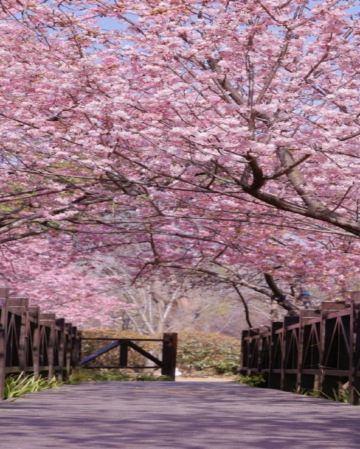 江南純玩(周莊、常州、南京、揚州、上海) 春日賞花5天團  南京玄武湖公園、莫愁湖公園賞櫻/揚州瘦西湖賞瓊花/常州紅梅公園賞梅花/上海顧村公園賞櫻居舍享用下午茶、《只此周莊》行浸式多維空間劇、外灘