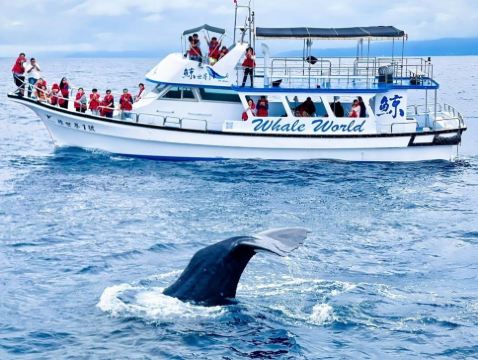 高雄+墾丁+台東 花蓮 重本安排乘船觀賞野生鯨魚和海豚5天 東線之旅  
