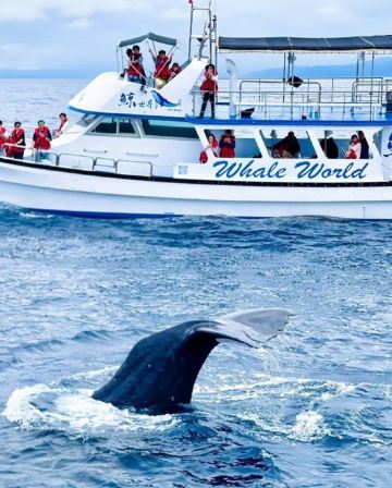 高雄+墾丁+台東 花蓮 重本安排乘船觀賞野生鯨魚和海豚5天 東線之旅