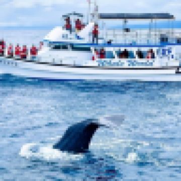 高雄+墾丁+台東 花蓮 重本安排乘船觀賞野生鯨魚和海豚5天 東線之旅 