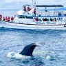 高雄+墾丁+台東 花蓮 重本安排乘船觀賞野生鯨魚和海豚5天 東線之旅