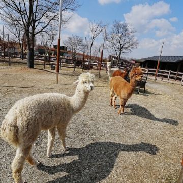 京畿道+首爾5天潮遊之旅 ※連續2晚入住始興Wave M Hotel《保證海景客房約500呎》「烏耳島」生命之樹觀景台、紅色燈塔、鸛岩路、「濟扶島」嶼海浪海上纜車、始華湖月亮展望台、河溝生態公園