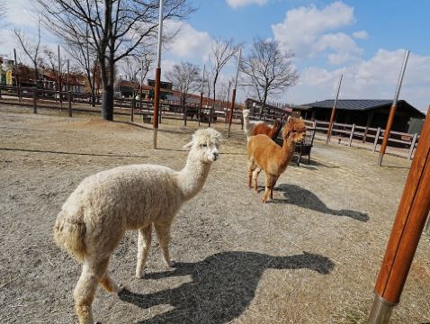 京畿道+首爾5天潮遊之旅 ※連續2晚入住始興Wave M Hotel《保證海景客房約500呎》「烏耳島」生命之樹觀景台、紅色燈塔、鸛岩路、「濟扶島」嶼海浪海上纜車、始華湖月亮展望台、河溝生態公園