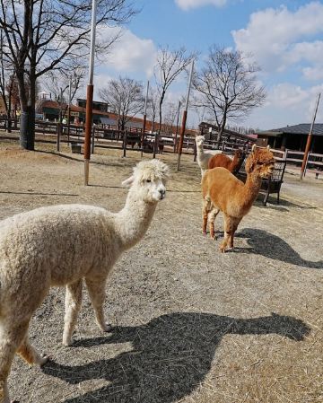 京畿道+首爾5天潮遊之旅 ※連續2晚入住始興Wave M Hotel《保證海景客房約500呎》「烏耳島」生命之樹觀景台、紅色燈塔、鸛岩路、「濟扶島」嶼海浪海上纜車、始華湖月亮展望台、河溝生態公園