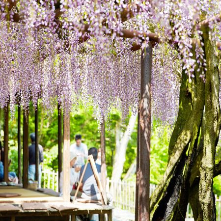 九州の春 6天賞花溫泉之旅  御船山樂園 ~春の花祭( 杜鵑花、大紫籐花)、賞櫻名所(熊本城、水前寺公園)、由布院溫泉街(櫻花及油菜花)、金鱗湖、久住花公園