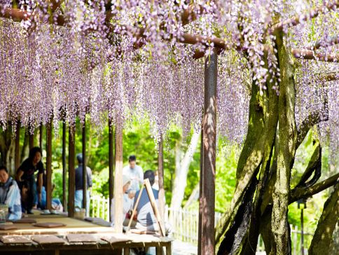九州の春 6天賞花溫泉之旅  御船山樂園 ~春の花祭( 杜鵑花、大紫籐花)、賞櫻名所(熊本城、水前寺公園)、由布院溫泉街(櫻花及油菜花)、金鱗湖、久住花公園
