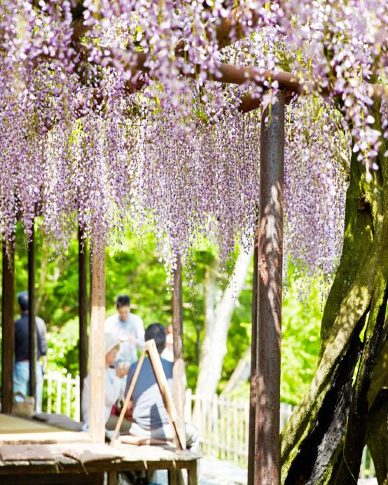 九州の春 6天賞花溫泉之旅 御船山樂園 ~春の花祭( 杜鵑花、大紫籐花)、賞櫻名所(熊本城、水前寺公園)、由布院溫泉街(櫻花及油菜花)、金鱗湖、久住花公園