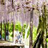 九州の春 6天賞花溫泉之旅  御船山樂園 ~春の花祭( 杜鵑花、大紫籐花)、賞櫻名所(熊本城、水前寺公園)、由布院溫泉街(櫻花及油菜花)、金鱗湖、久住花公園