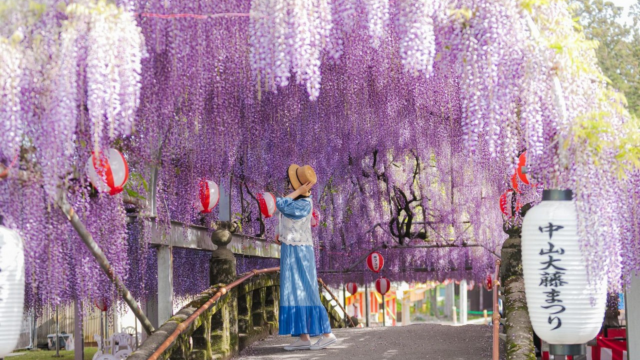 中山大紫藤花祭