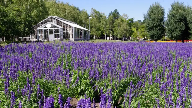 富田花園 薰衣草