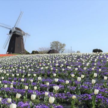 大阪、奈良、和歌山 春日美景5天之旅  「賞花勝地」花博記念公園鶴見綠地~風車之丘、「日本櫻名所100選」興福寺~中金堂、保證入住1晚《國際品牌》南紀白濱Marriott 溫泉酒店