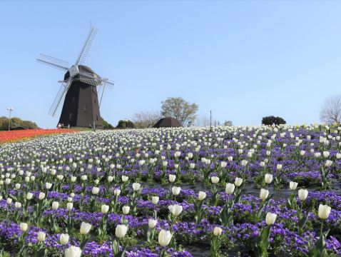 大阪、奈良、和歌山 春日美景5天之旅  「賞花勝地」花博記念公園鶴見綠地~風車之丘、「日本櫻名所100選」興福寺~中金堂、保證入住1晚《國際品牌》南紀白濱Marriott 溫泉酒店