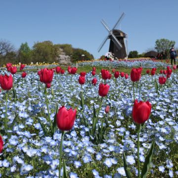 大阪、奈良、和歌山 春日美景5天之旅  「賞花勝地」花博記念公園鶴見綠地~風車之丘、「日本櫻名所100選」興福寺~中金堂、保證入住1晚《國際品牌》南紀白濱Marriott 溫泉酒店