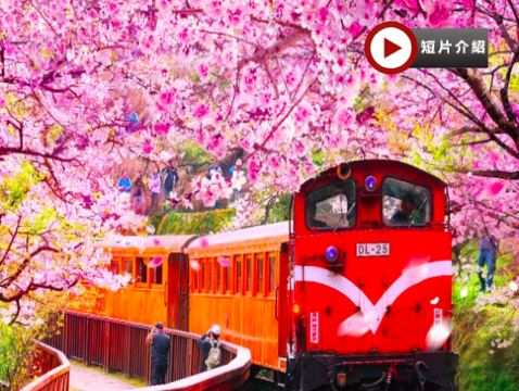  高雄+阿里山+台北精選 5天團 旗津半島(包渡輪體驗)~嘉義-阿里山風景區(小火車暢遊)*再減-$160憑指定中銀咭推廣碼【BOC160A3】