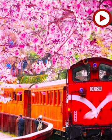  高雄+阿里山+台北精選 5天團 旗津半島(包渡輪體驗)~嘉義-阿里山風景區(小火車暢遊)*再減-$160憑指定中銀咭推廣碼【BOC160A3】