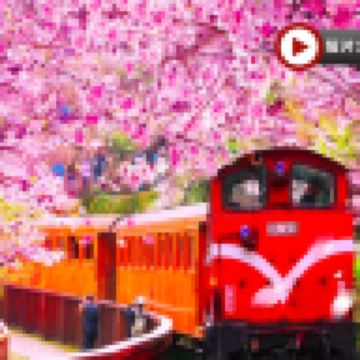  高雄+阿里山+台北精選 5天團 旗津半島(包渡輪體驗)~嘉義-阿里山風景區(小火車暢遊)